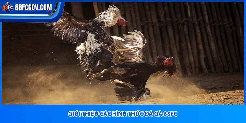 Giới thiệu các hình thức đá gà 88fc